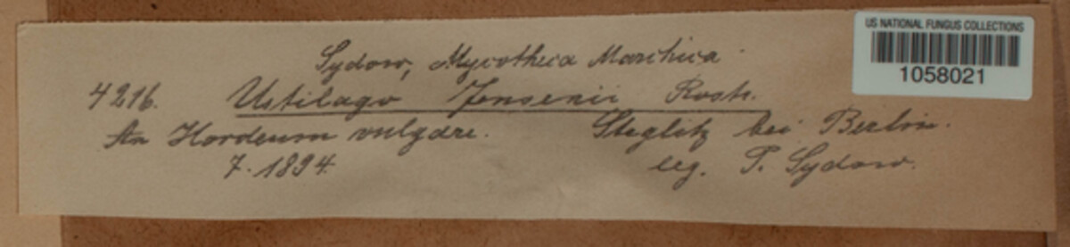 Ustilago jensenii image